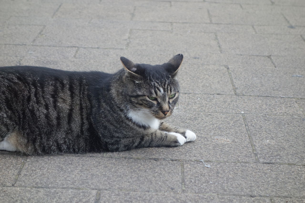 怖い顔の猫 ねこかます