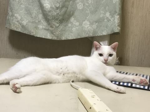 写真 2017-06-21 23 36 35