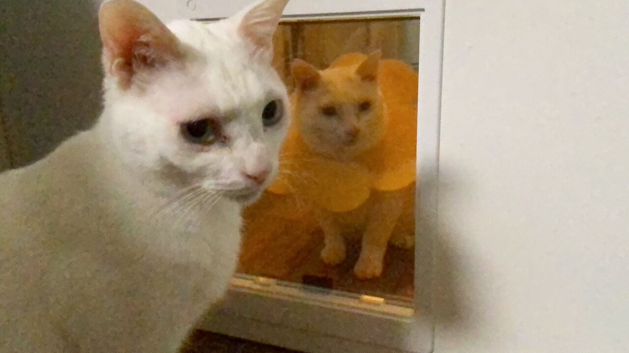 珍妙白猫コンビ 気づけば4年目 ねこかます