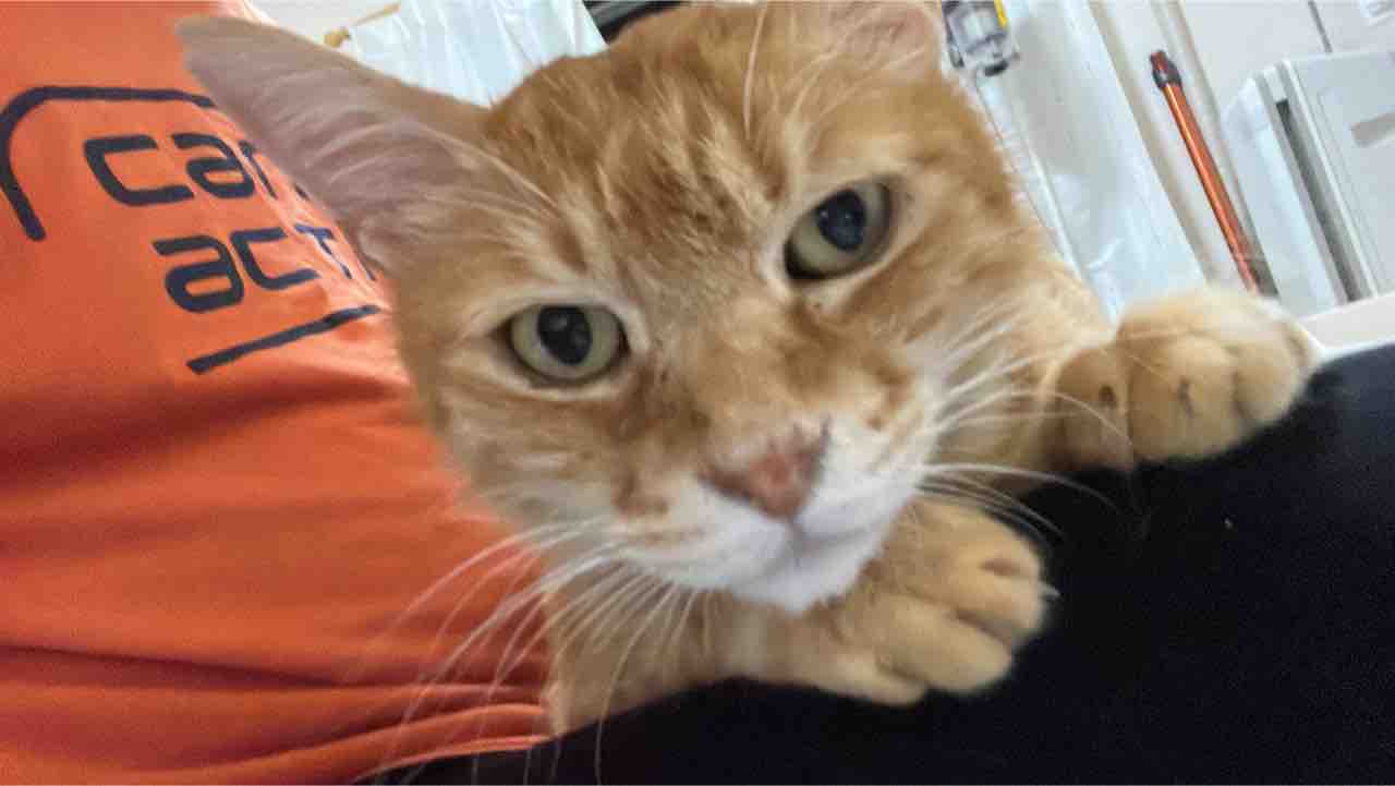 猫の限界のサイン 20211018 : ねこかます