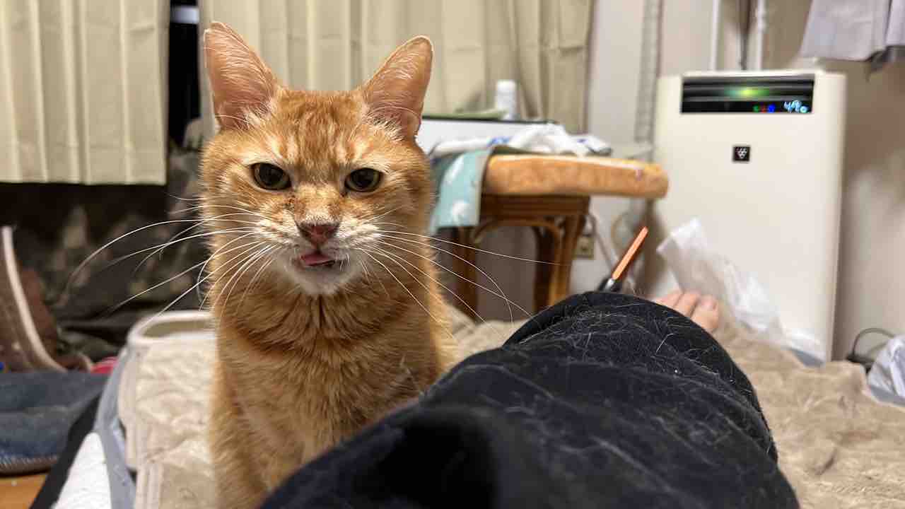 誰が一番鳴くのかグランプリ 24 ねこかます 誰が一番鳴くのかグランプリ 24 ねこかます
