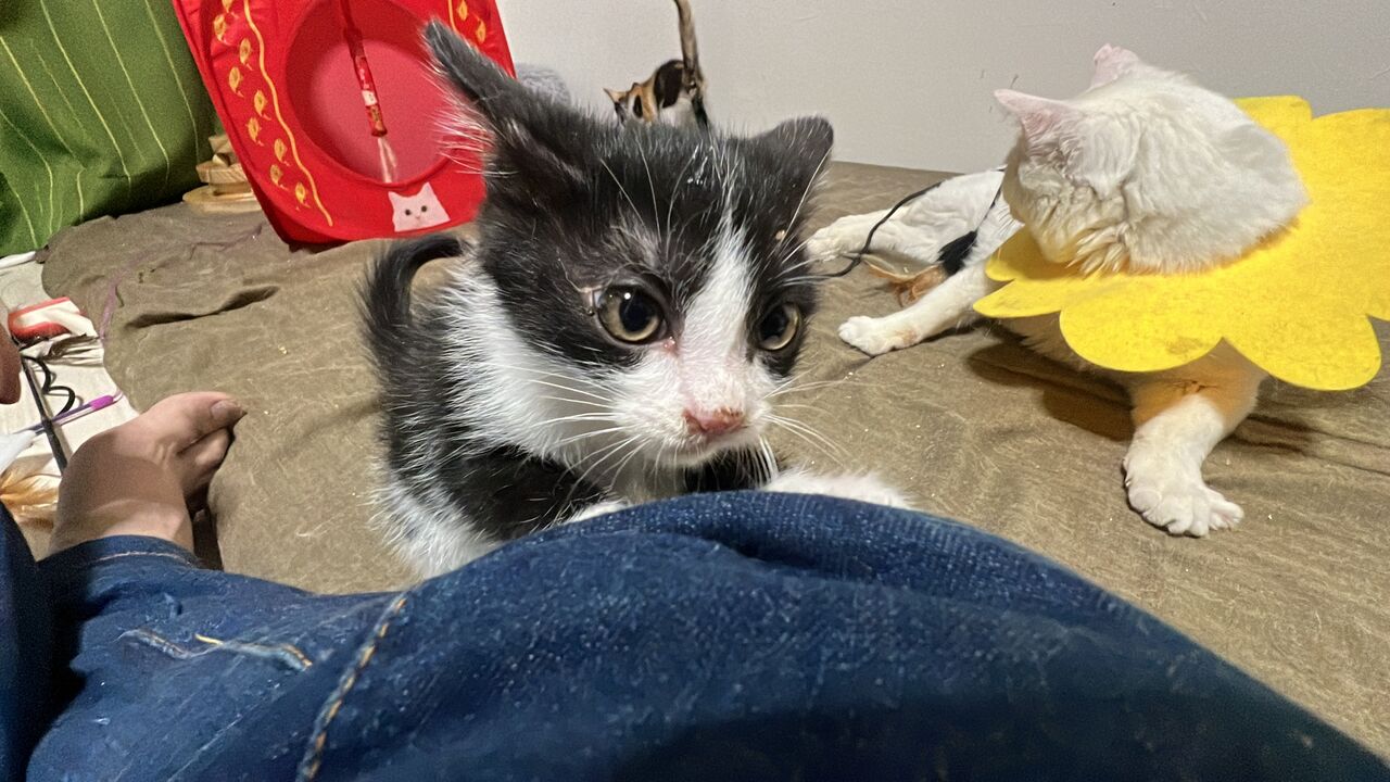 オス三毛猫、謎物質を分泌する 20260124 : ねこかます