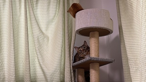 写真 2025-04-12 6 31 13