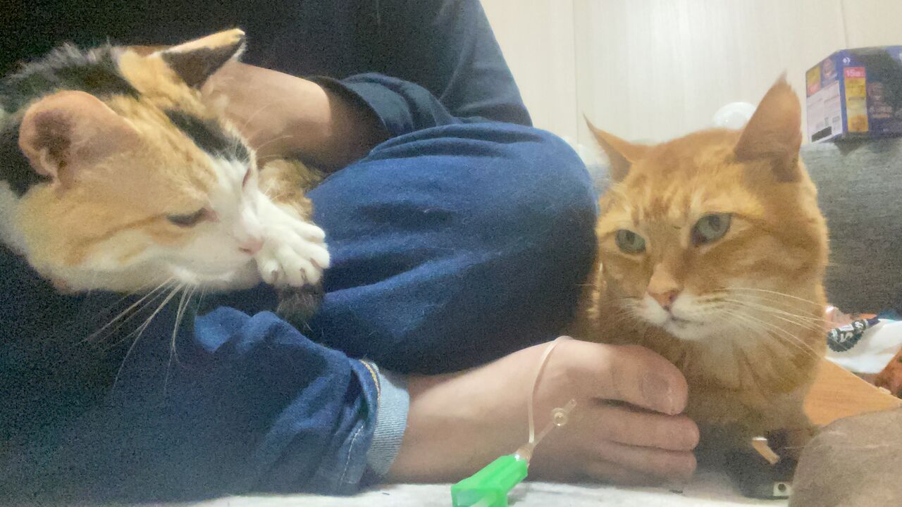 多頭飼いの猫の相性 ねこかます 多頭飼いの猫の相性 ねこかます