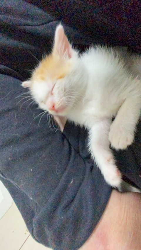 写真 2021-05-17 4 37 22