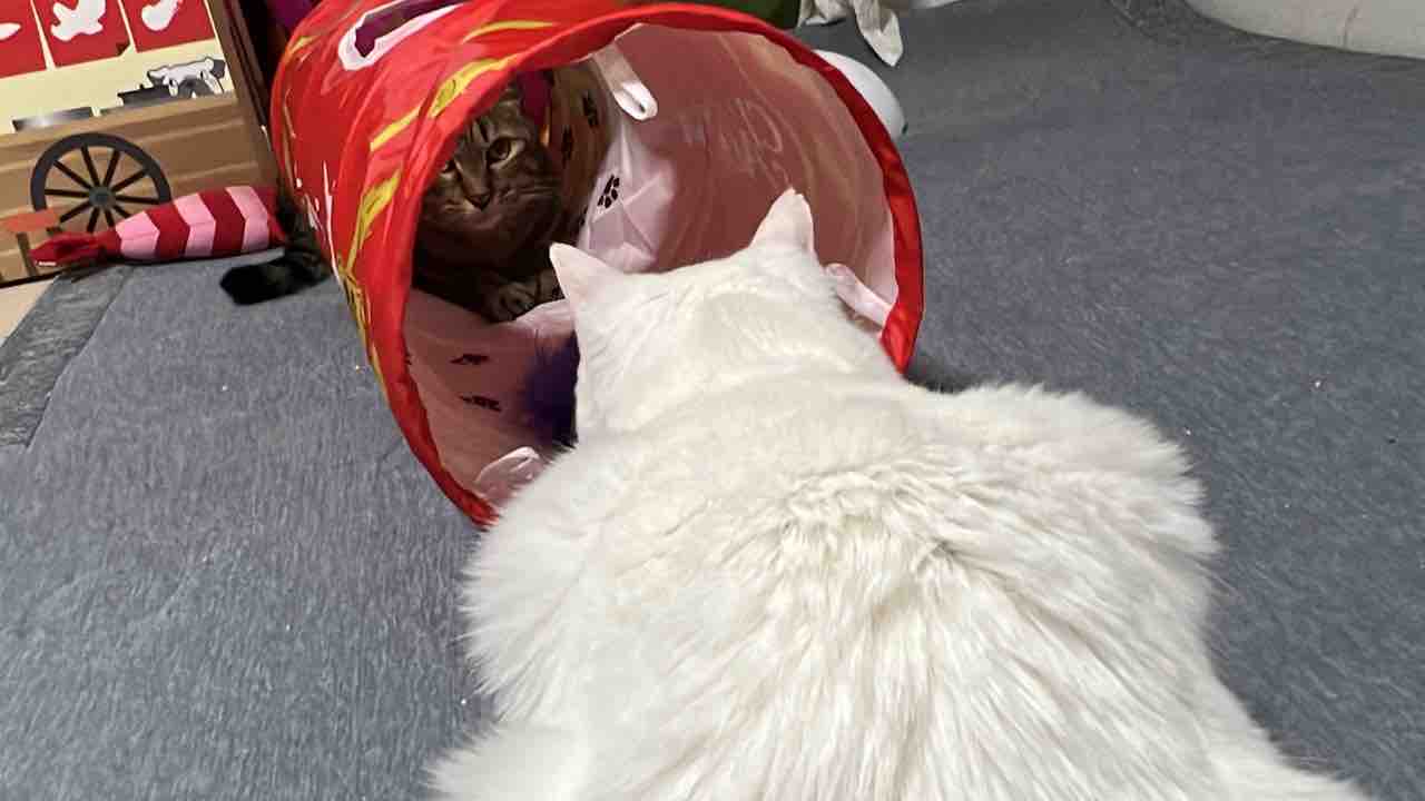 ばかまじめ次男坊猫、こだわる 20211106 : ねこかます