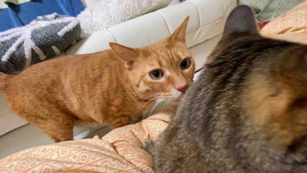 ストルバイト尿石と猫たち 0315 ねこかます