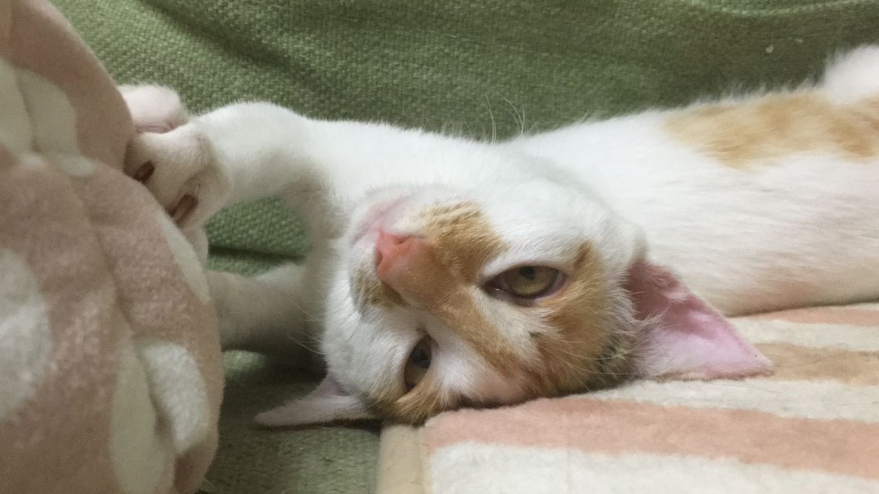 破壊姫猫 はっちゃんの変顔 ねこかます