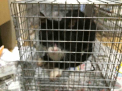 1CCC43E1-B97B-457E-923D-A0D895C2602D