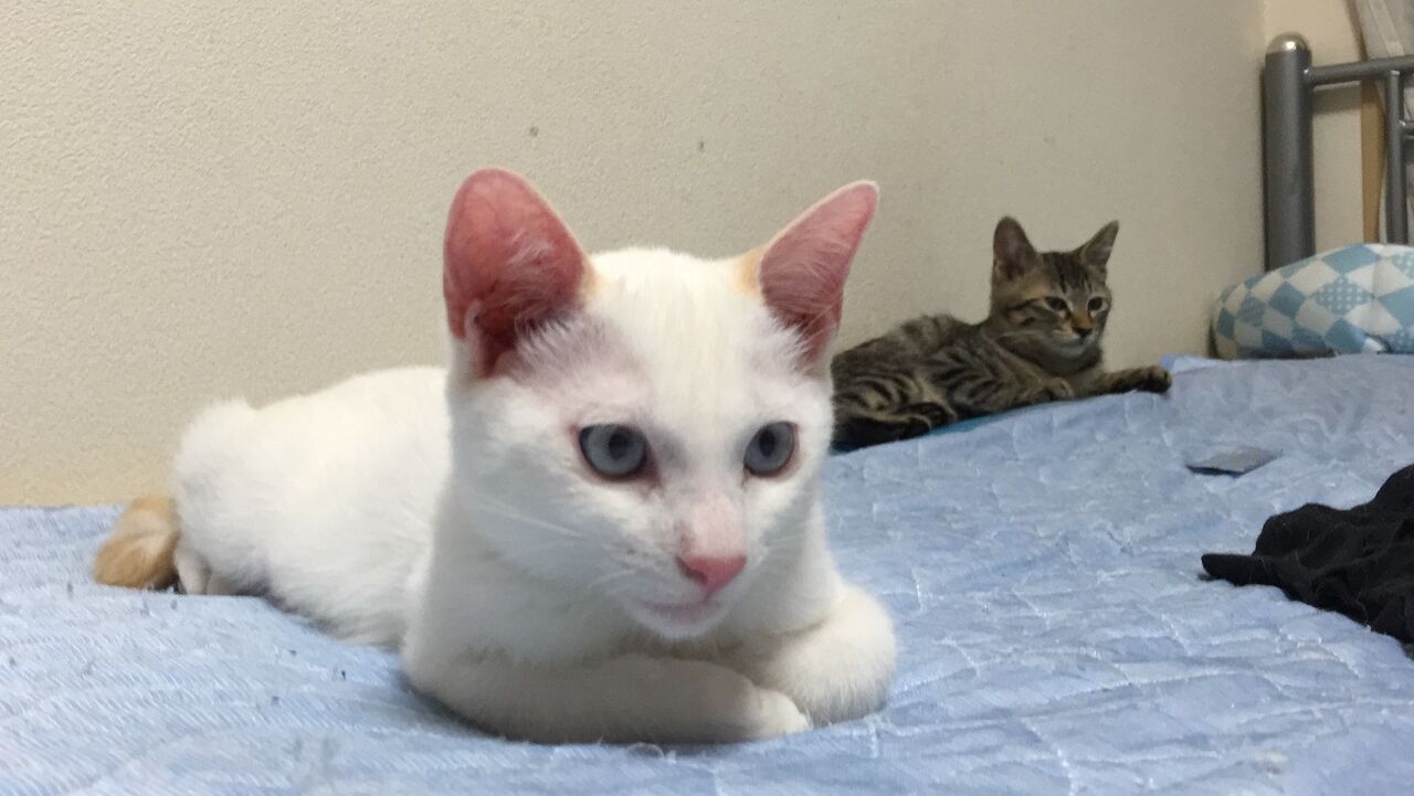 6年越しの白い子猫2匹 2813 ねこかます