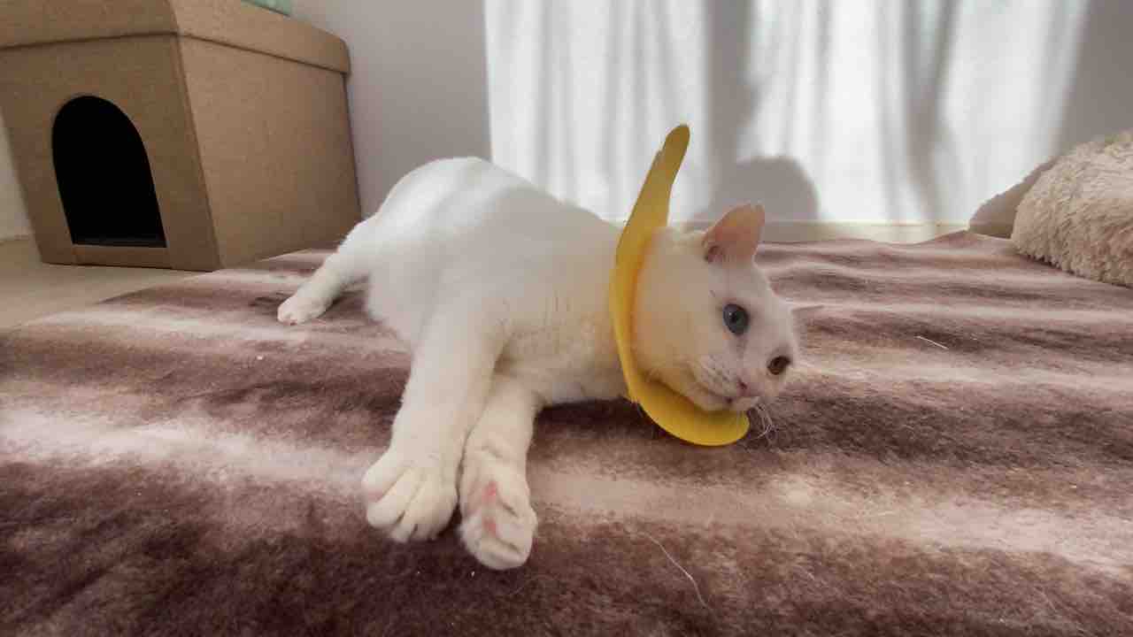 猫の鳴き声を理解する 20210110 : ねこかます