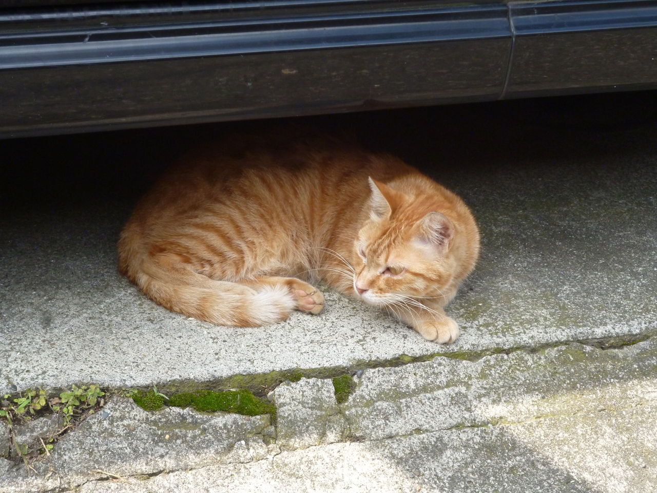 参瑚の父猫 1814 ねこかます 参瑚の父猫 1814 ねこかます