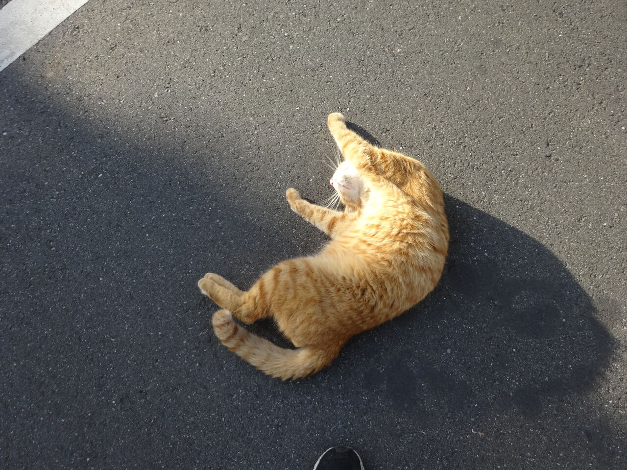 なんだ猫か 2325 ねこかます