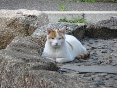 DSC00353