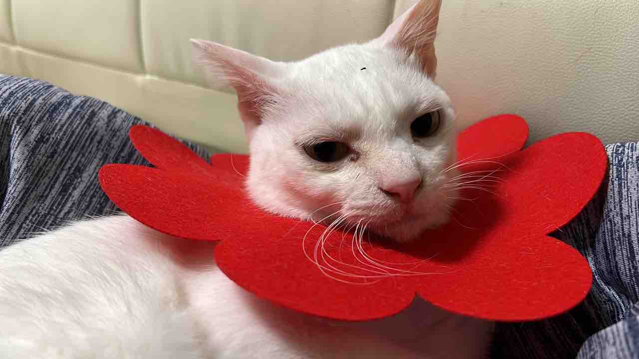 彫りが深いぜウチューネコ 2630 ねこかます 彫りが深いぜウチューネコ 2630 ねこかます