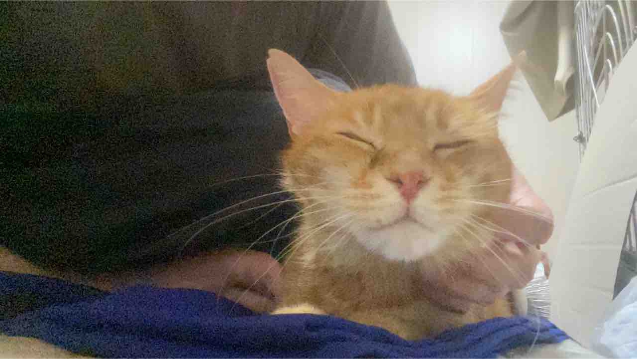 ねこかます : 通常画像/動画