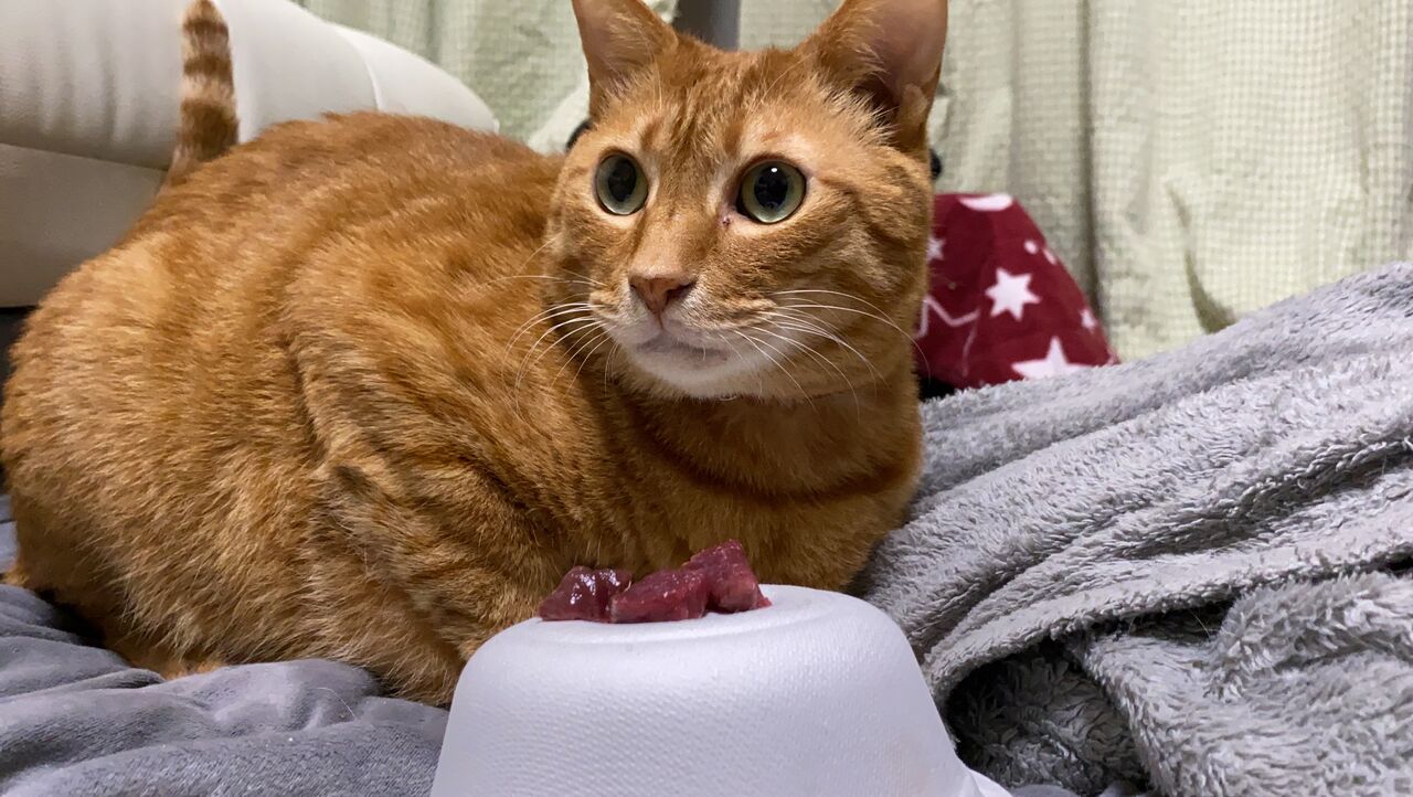 猫たちの排泄物の個性 ねこかます 猫たちの排泄物の個性 ねこかます