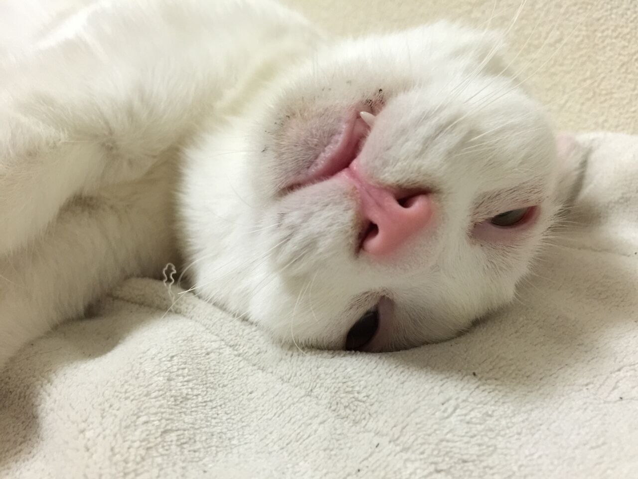 ボス猫 寝顔が珍妙になる 2425 ねこかます