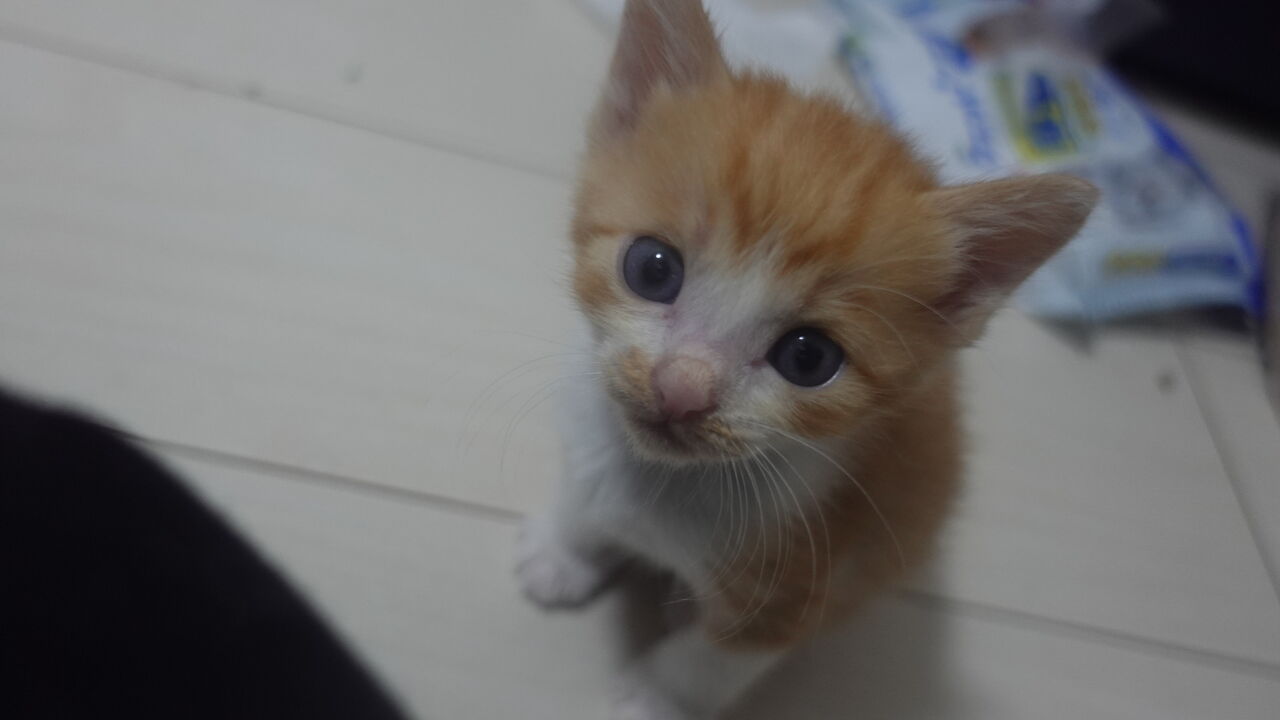 子猫を踏んづけないように ねこかます