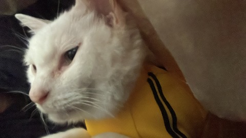 写真 2024-05-30 6 45 09