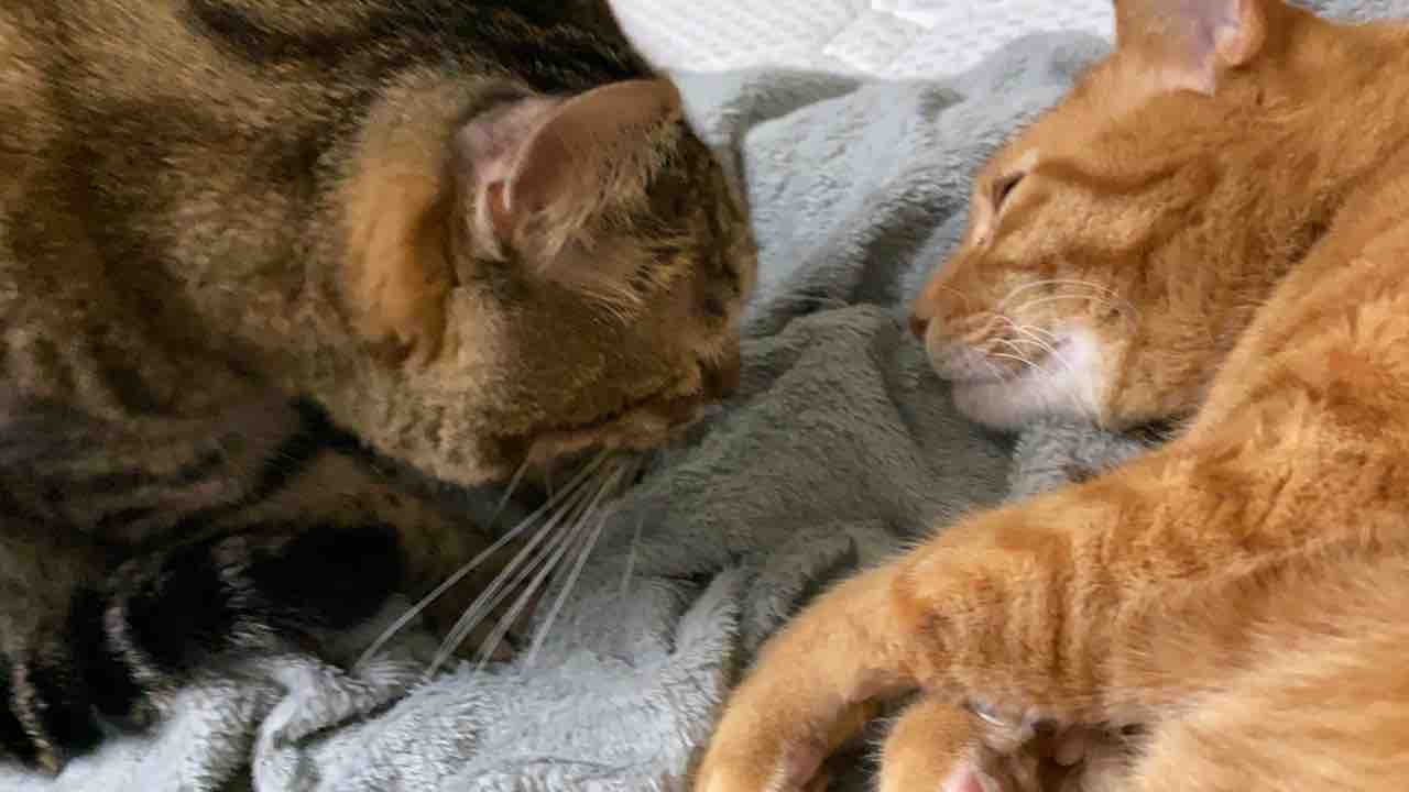 ミルクトレッドの発生条件 20191017 : ねこかます