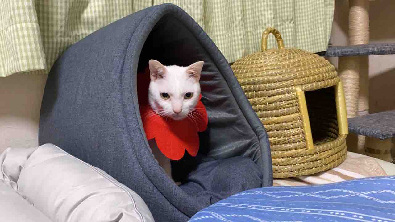武闘派地上げ屋 プレゼント物件を破壊する 20210306 ねこかます