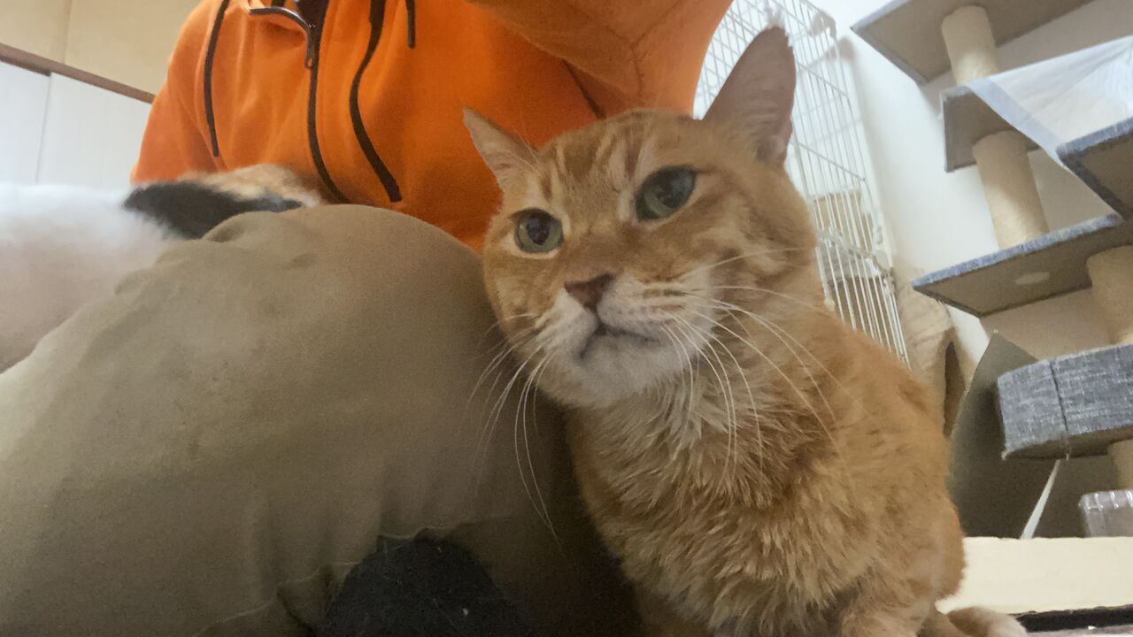元ボス猫の現役時代 20210118 : ねこかます