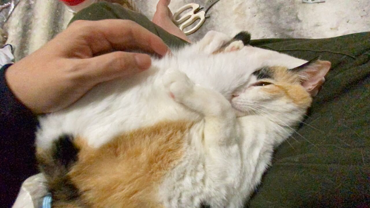 わがままオス三毛猫、猫の社会性を学ぶ 20210529 : ねこかます