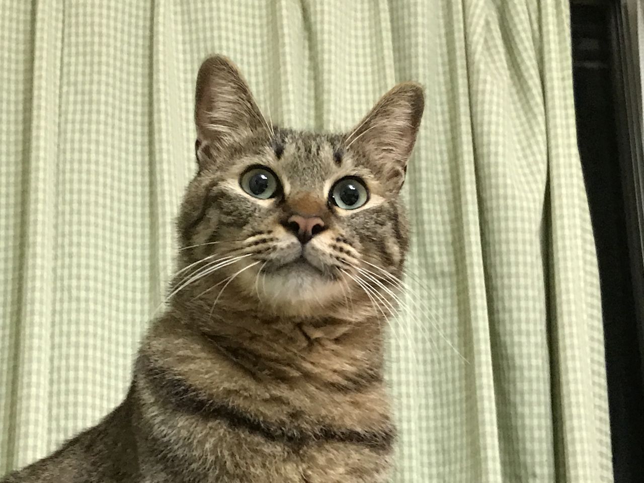常識猫の変顔画像 ねこかます