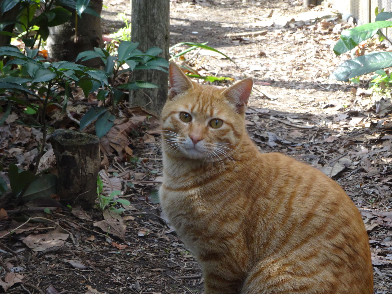 若武者猫3号 ねこかます 若武者猫3号 ねこかます