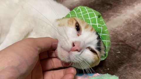 写真 2020-04-21 22 09 10