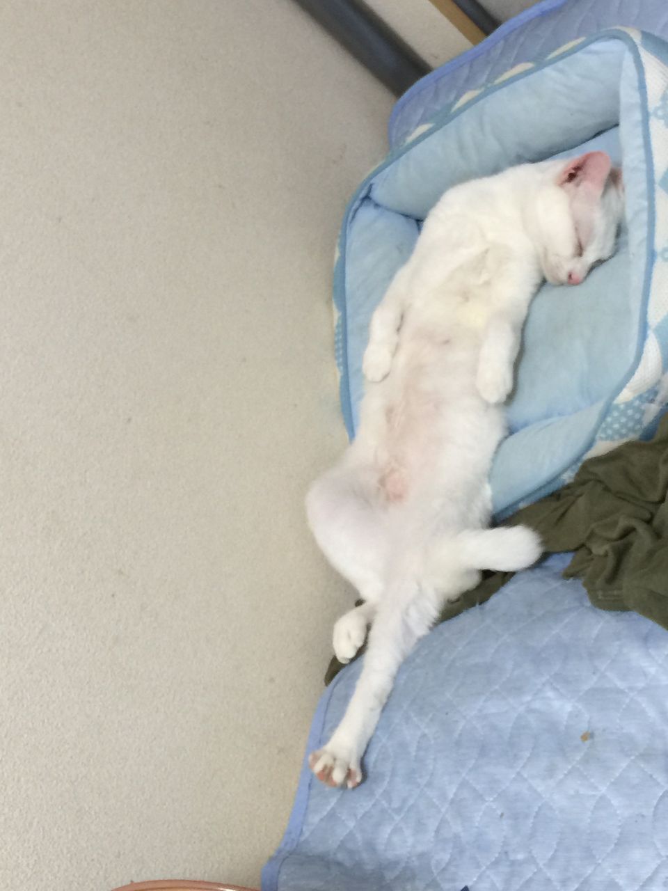 猫のそれは寝苦しくないのか選手権画像 ねこかます