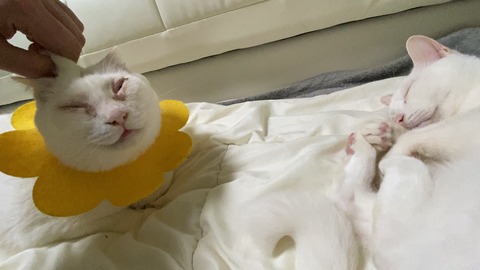 写真 2020-04-14 21 33 02