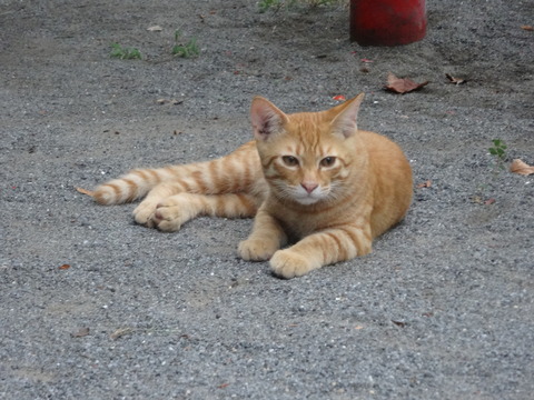 DSC00783