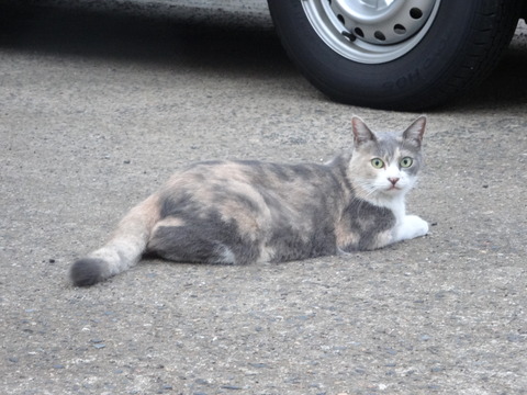DSC00547