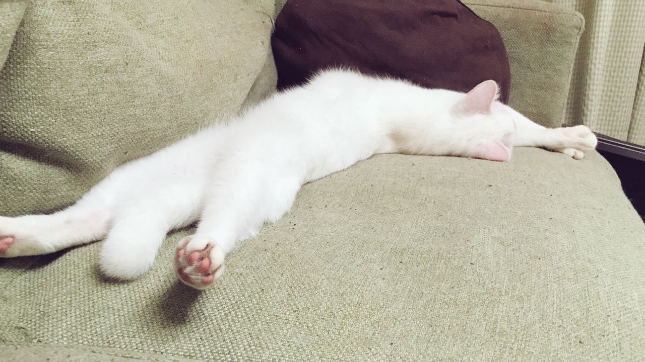 伸びる猫 ねこかます 伸びる猫 ねこかます