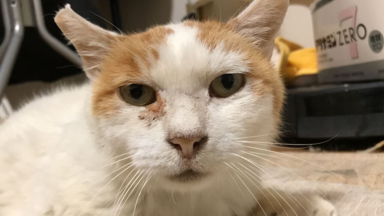 猫の最期のとき ねこかます
