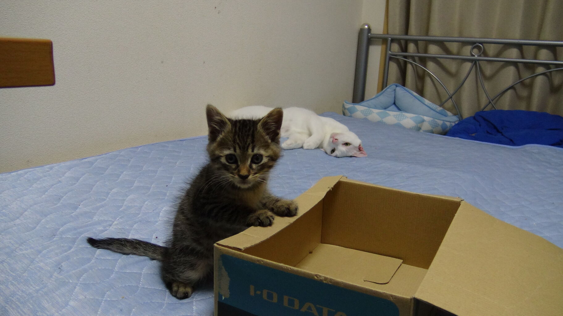 箱入り子猫のちび時雉 0123 ねこかます 箱入り子猫のちび時雉 0123 ねこかます