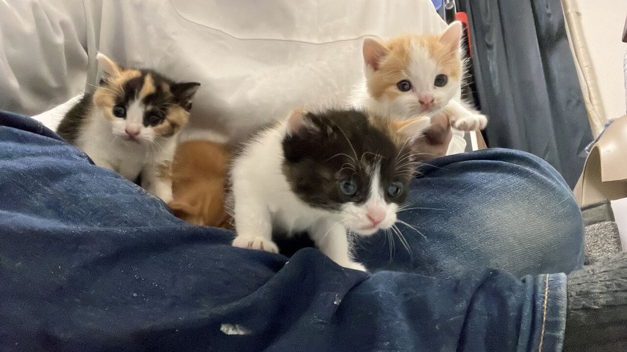 ライフステージと猫の譲渡 20260820 : ねこかます