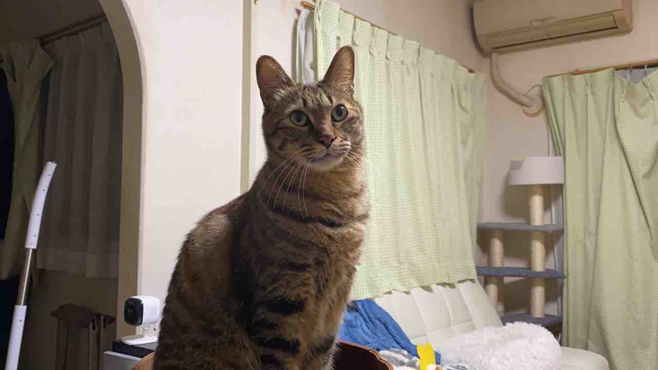 構う 意思 構う 意思