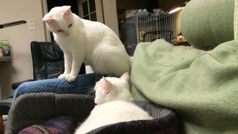 写真 2019-07-08 21 40 33