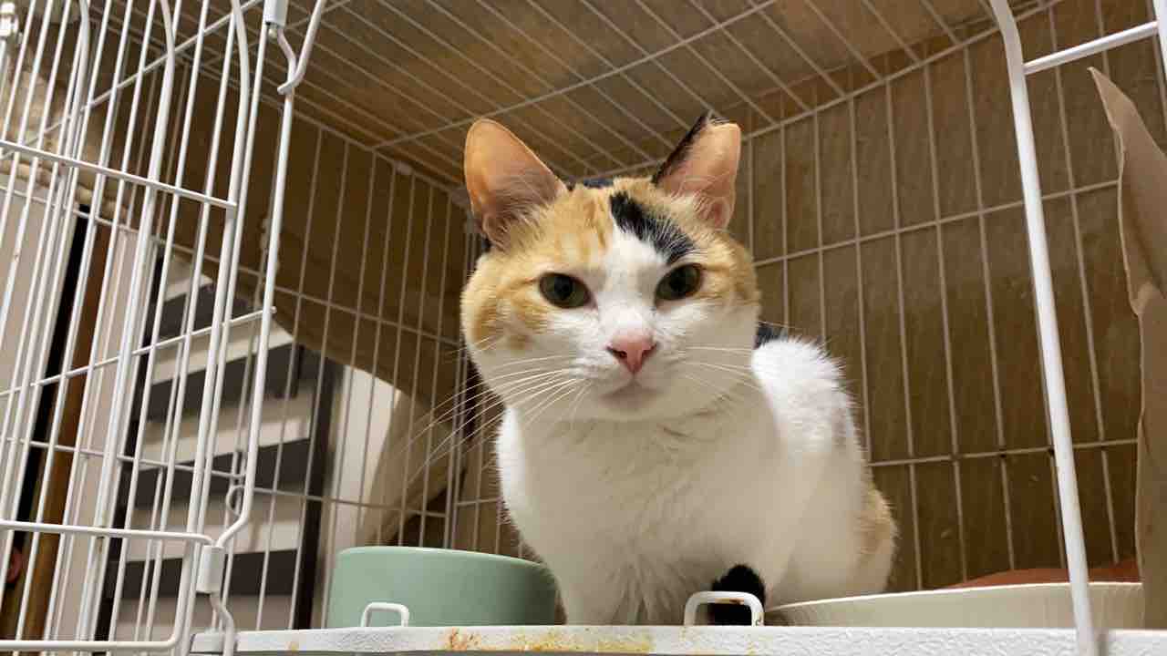 鳴くようになった猫 ねこかます 鳴くようになった猫 ねこかます