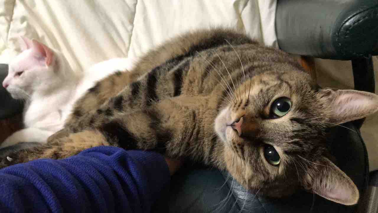 甘え顔と渋い顔 ねこかます