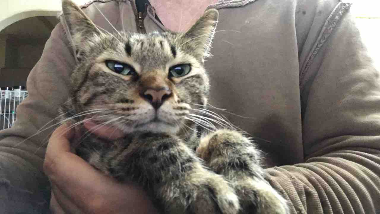 猫の目の上のひげ 1902 ねこかます 猫の目の上のひげ 1902 ねこかます
