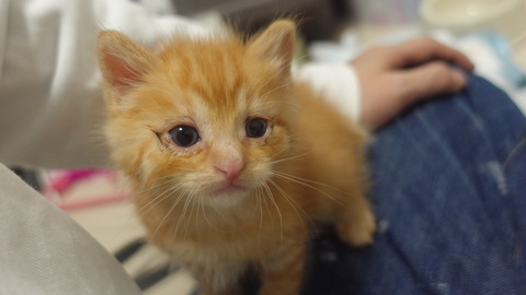 ふたりの時間差茶トラ子猫 20260502 : ねこかます