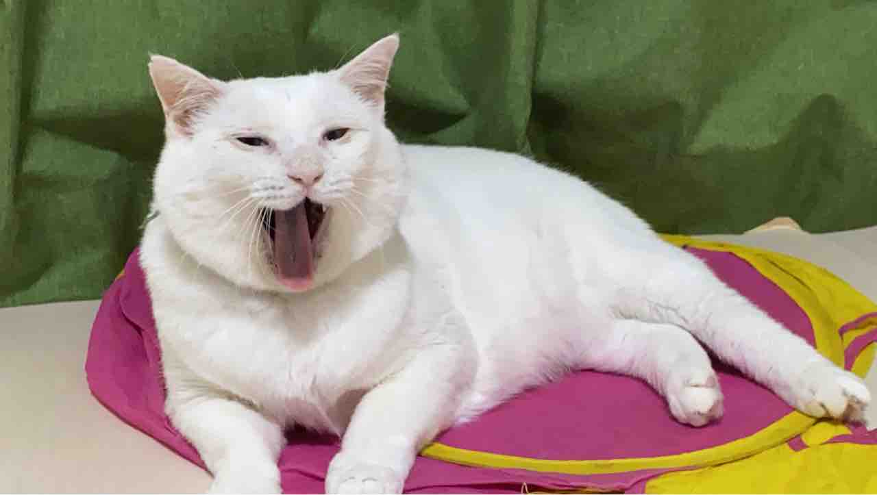 あくび顔の個性 ねこかます あくび顔の個性 ねこかます