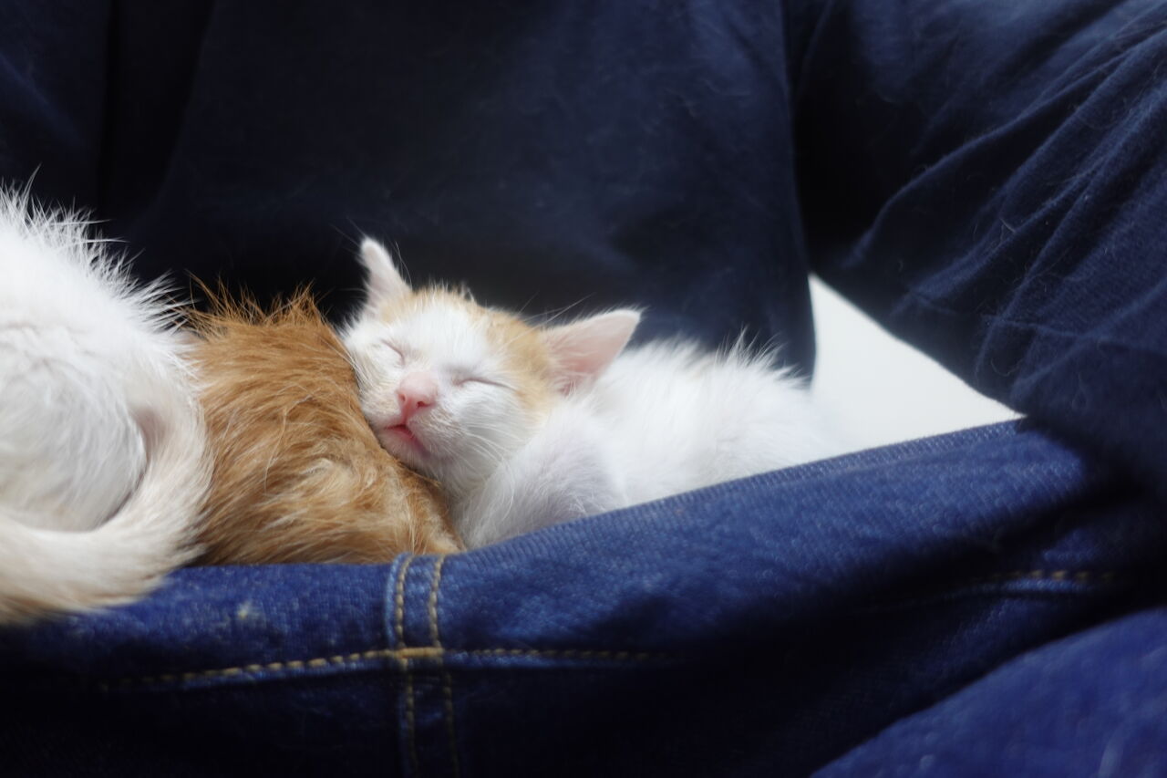 空間の広さと猫育成 ねこかます