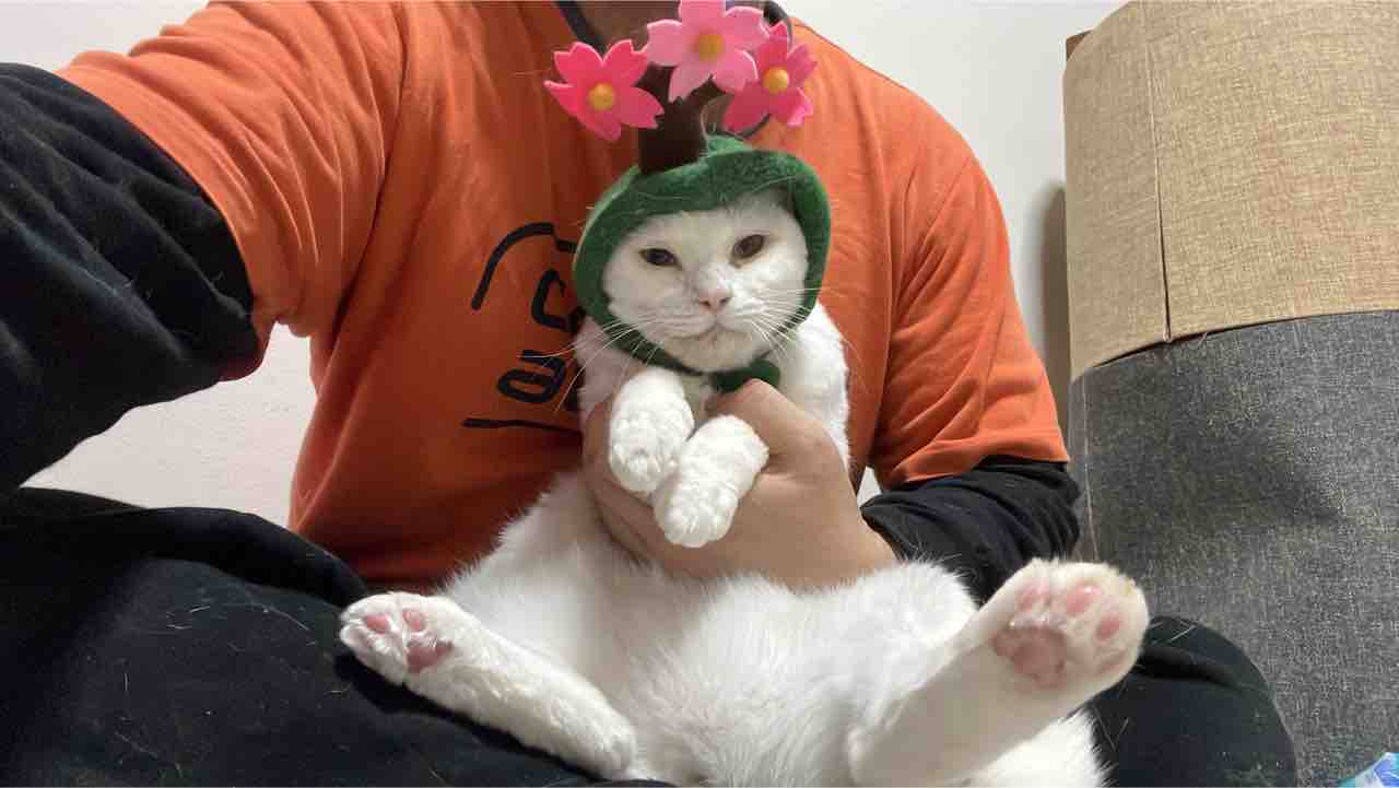 当アカウント登場猫の変遷 20220427 : ねこかます