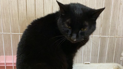 写真 2020-04-05 0 45 27