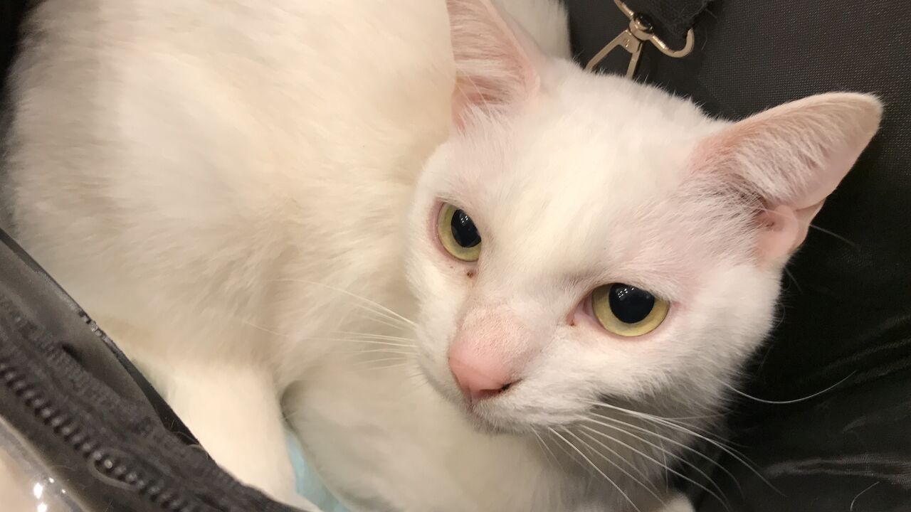 しろねこ様 白猫ポストカード8枚セット | iichi 日々の暮らしを心地よくする